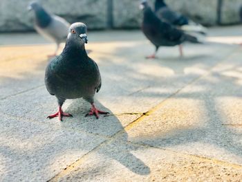 Close-up of pigeons perching on footpath