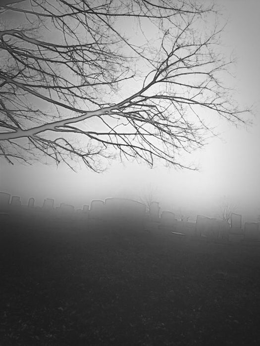 fog, foggy, bare tree, tree, weather, field, tranquility, landscape, tranquil scene, nature, branch, scenics, beauty in nature, fence, sky, grass, no people, day, outdoors