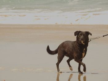 Dog standing on beach