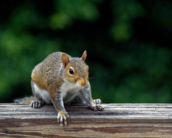 Squirrel on wood