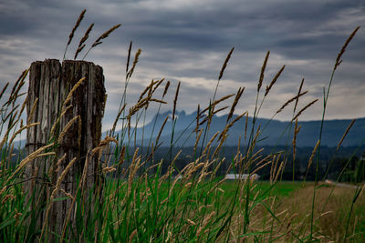 Close-up of grass on field against sky