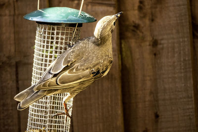 Close-up of bird feeder