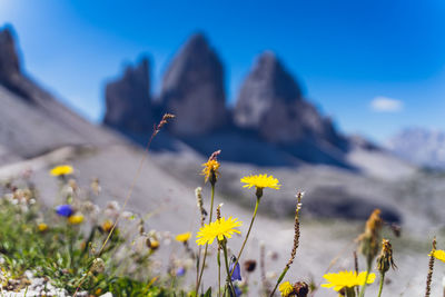 Close-up of yellow flowering plant on field against sky