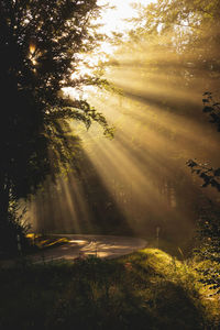 Scenic view of trees in forest against sky