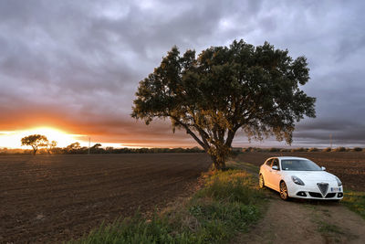 Tree on field against cloudy sky