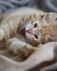 Close-up portrait of cat relaxing