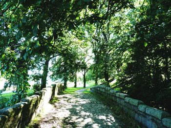 Footpath passing through forest