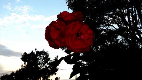 Low angle view of red flowers