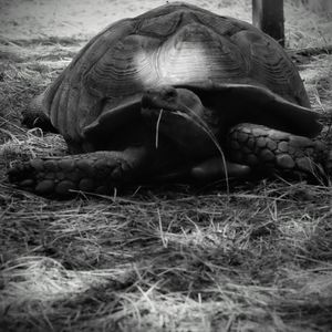 Close-up of a turtle on field