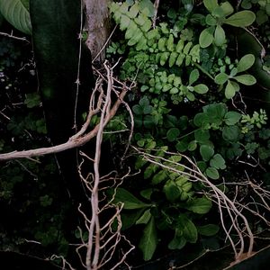 Close-up of ivy growing on tree