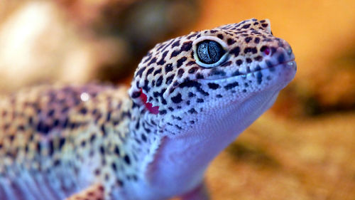 Fascinating eyes of a common leopard gecko