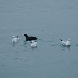 Ducks swimming in water