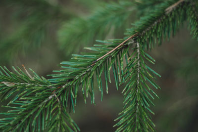 Close-up of pine tree leaves