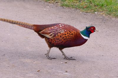 High angle view of pheasant on road