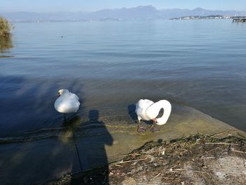 High angle view of swans on lake against sky