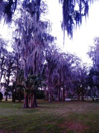 Trees on landscape against sky