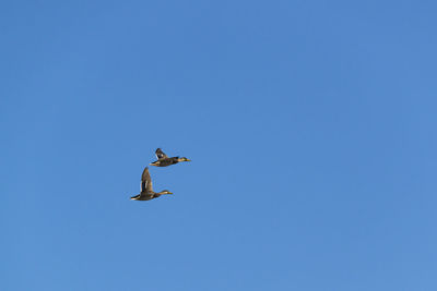 Low angle view of eagle flying against clear blue sky