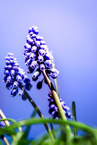 Close-up of purple flowers blooming outdoors