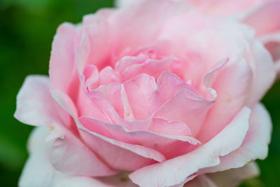Close-up of pink rose blooming at park