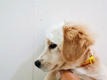 Close-up of dog looking away against white wall