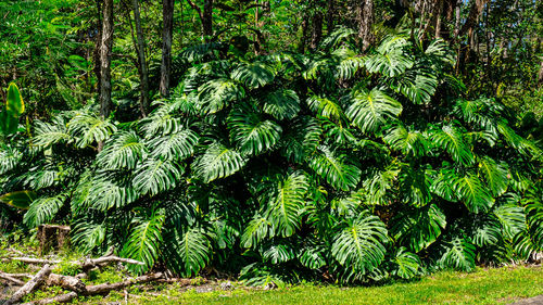 View of lush trees in forest