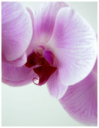 Close-up of pink flower