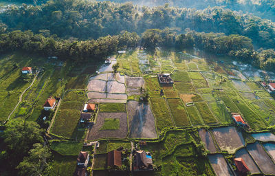 High angle view of trees on field