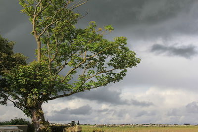 Trees on field against sky