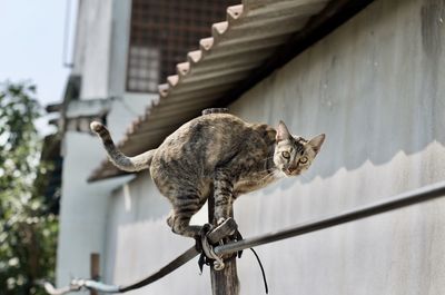 Low angle view of a cat