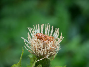 Close-up of plant against blurred background