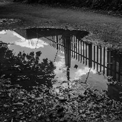 Reflection of trees on puddle in city