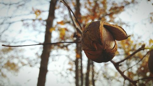 Low angle view of flower on tree