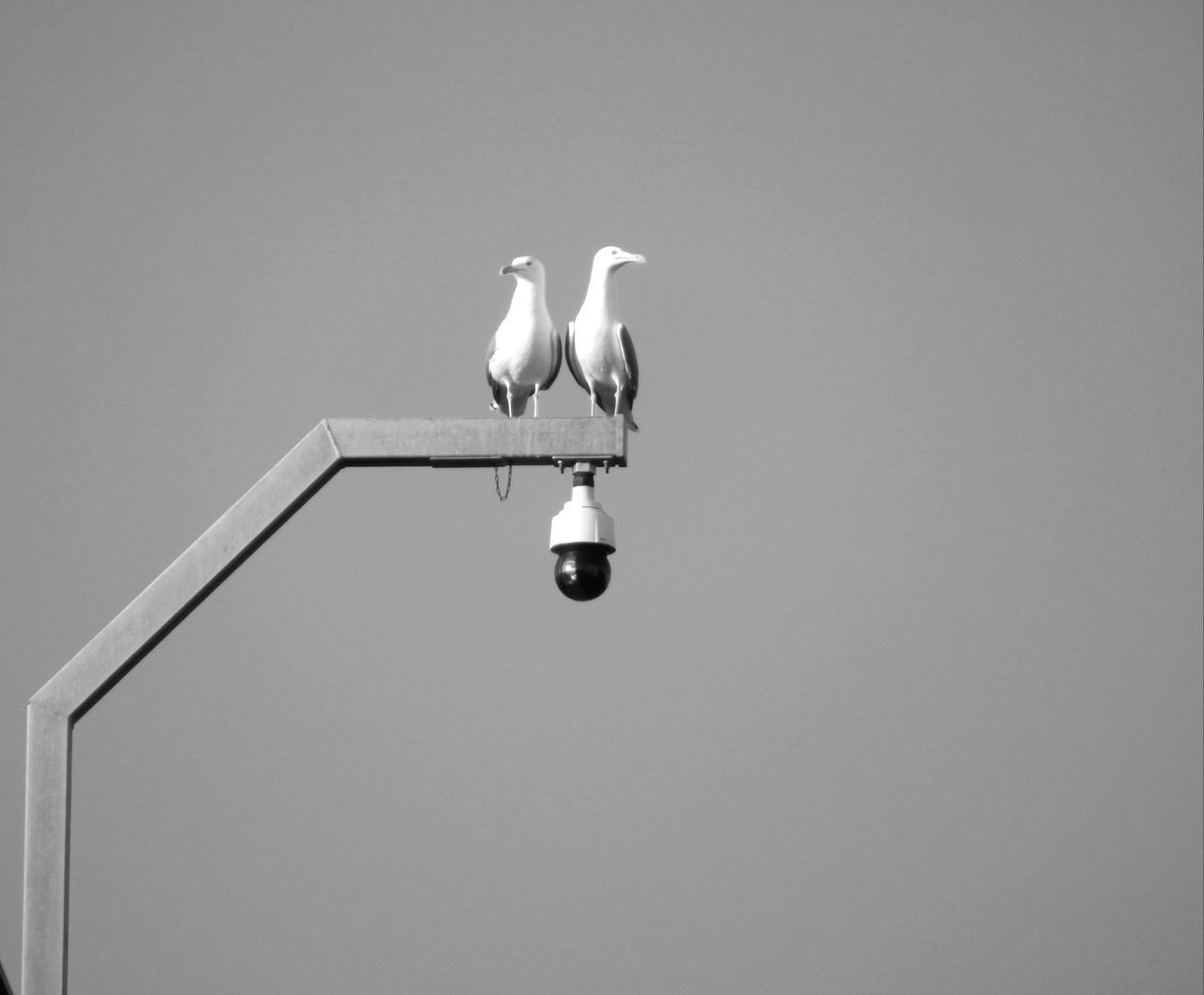 LOW ANGLE VIEW OF BIRD PERCHING ON STREET LIGHT