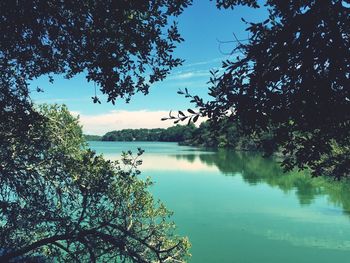 Reflection of trees in lake