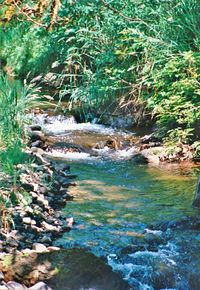 Scenic view of forest