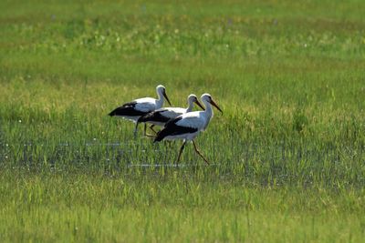 View of storks on land