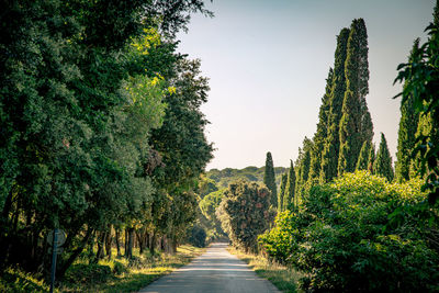 Road amidst trees against sky