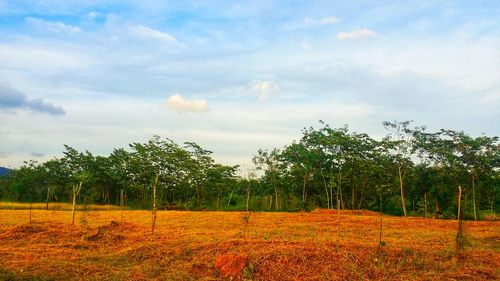 Scenic view of field against sky