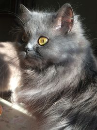 Close-up portrait of a cat