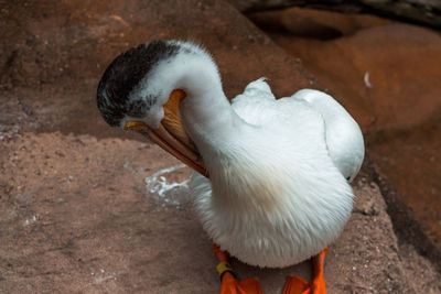 High angle view of swan