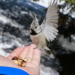 Close-up of hand holding bird flying against blurred background