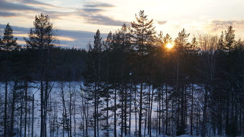 Trees in forest during winter