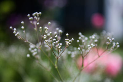 Close-up of water drops on plant