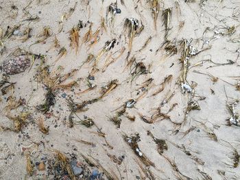 Full frame shot of tree trunk