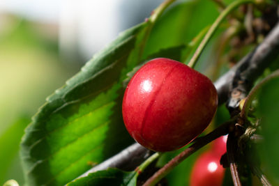 Close-up of cherries growing on tree