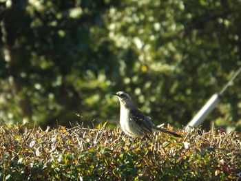 Close-up of bird perching outdoors