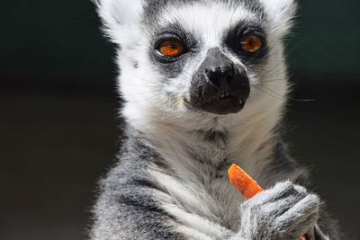 Close-up portrait of lemur eating carrot in zoo