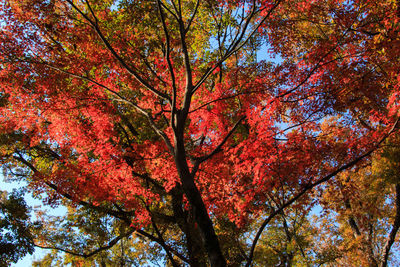 Low angle view of trees