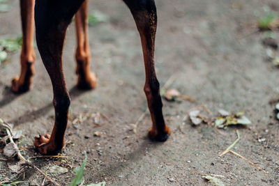 Low section of dog standing on field