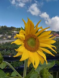 Close-up of sunflower against sky